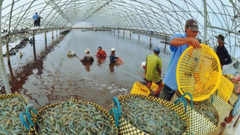 VASEP: Cáo buộc ngành tôm Việt Nam lạm dụng lao động của tổ chức Sustainability Incubator không đúng sự thật, vô căn cứ