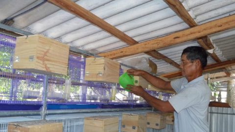 Nuôi thành công loài chim vốn xưa kia là chim hoang dã trong rừng, một nông dân Bạc Liêu bán 4-5 triệu/cặp
