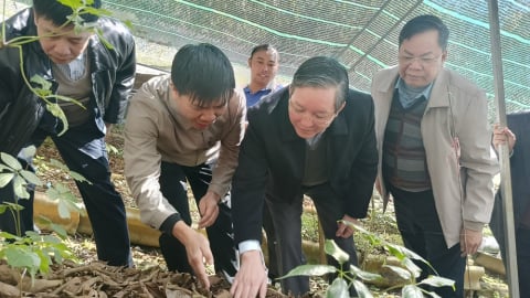 Chủ tịch Hội NDVN Lương Quốc Đoàn vượt núi thăm, tặng quà Tết cho hội viên, nông dân trồng sâm Lai Châu