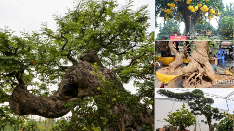 Cây cảnh bonsai cổ thụ - đẳng cấp Tết Ất Tỵ chơi sang không dành cho số đông!