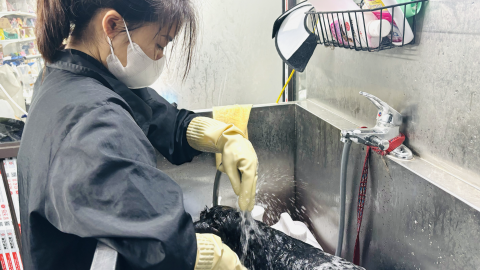 Tiệm spa cho thú cưng 'vỡ trận' trước Tết