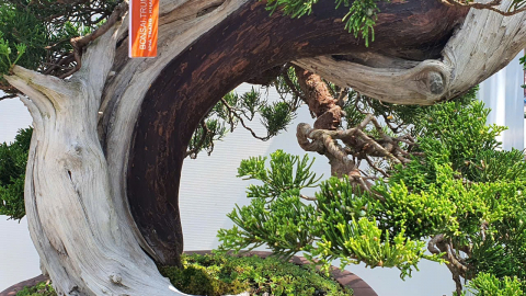 Các cây bonsai cổ thụ hình thù kỳ lạ ở Hội hoa xuân Nha Trang–Khánh Hòa