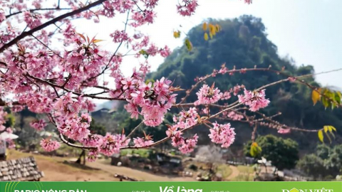 Những địa điểm check-in với hoa anh đào đẹp nhất Mộc Châu