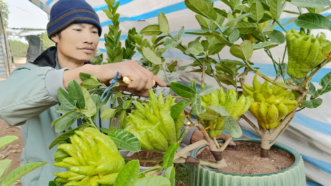 Nhà vườn Hà Nội đóng cây bonsai 'bày tay Phật' kiểu gì mà mang ra phố lắm người vào xem?
