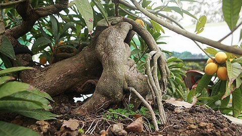 Loại cây ăn quả vừa lạ vừa quen, 'bế' lên chậu thành cây bonsai hot, phát giá tới 5 tỷ/cây