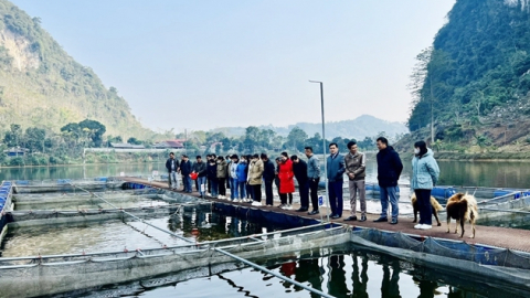 Nông dân Bắc Kạn nuôi một loài cá màu hồng theo chuẩn VietGAP, cá lớn nhanh, lãi ngay trăm triệu
