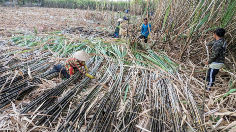Trồng mía ở Sóc Trăng, lao động nông thôn có việc làm, nông dân tăng thu nhập