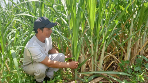 “Góp gió thành bão”, anh nông dân người Chăm ở Phú Yên trồng mía và rừng thành tỷ phú, sắm được dàn xe 'khủng'