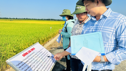 Hàng trăm người dân, hợp tác xã đến tham quan, đánh giá loạt giống lúa triển vọng năm 2025 tại Viện Lúa ĐBSCL