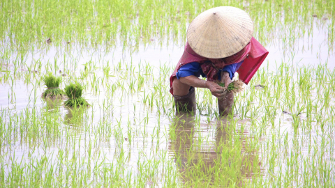 Vào vụ cấy, nông dân Quảng Bình lập nhóm zalo điều phối việc cấy khoán, có người kiếm gần 500.000 đồng/ngày