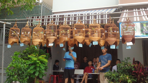 Loài chim cảnh này hót hay còn 'quát to', ở Đắk Lắk con bé tí giá 3 triệu mà cái lồng chim giá 8 triệu