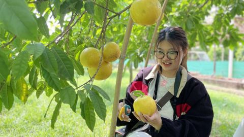 Trải nghiệm vườn trái cây rộng 5ha giữa Sài Gòn, khách thích thú được ăn hồng socola, vú sữa lạ