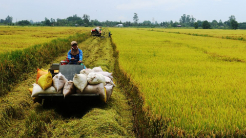 Giá gạo giảm mạnh, NHNN chỉ đạo 'khẩn' về cho vay phục vụ sản xuất, chế biến,... gạo khu vực ĐBSCL