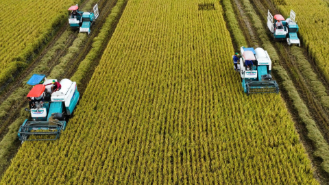 Sản lượng lúa ĐBSCL năm 2025 dự kiến đạt trên 24 triệu tấn, giá lúa tiếp tục chịu áp lực từ thị trường thế giới