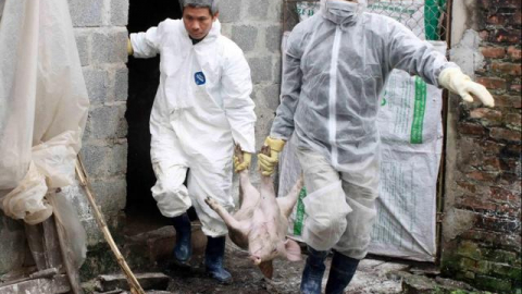 FAO: Dịch tả lợn châu Phi KHÔNG đe dọa trực tiếp sức khỏe con người