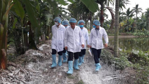 Cục Thú y bác khuyến nghị của FAO về ban bố tình trạng khẩn cấp dịch tả lợn châu Phi