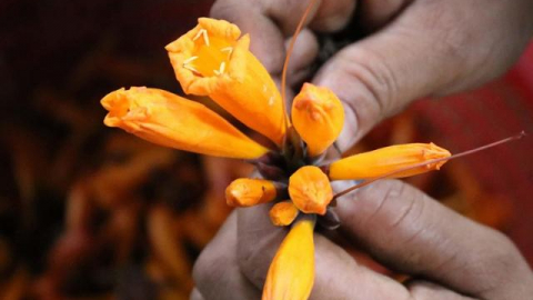 Đặc sản Đoọc Pít từ hoa của người dân vùng cao ăn cực nghiền