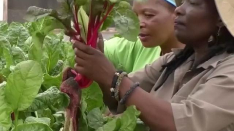 Người phụ nữ kiếm tiền tỉ nhờ trồng rau thủy canh ở Zimbabwe