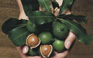 Cận cảnh "dung nhan" của cây "tỷ đô" mắc-ca