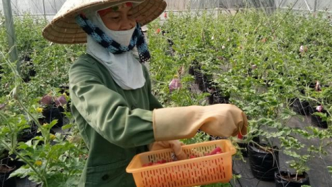 Quản lý tốt chi phí, SSC đạt lợi nhuận sau thuế gần 47 tỷ đồng