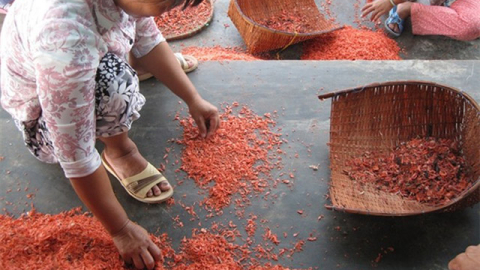 Về nơi ruốc biển khô đỏ au... màu nhuộm, phơi la liệt trên nền xi-măng