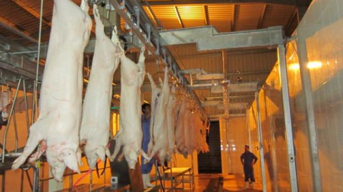 Mitraco đột phá phát triển chăn nuôi theo chuỗi
