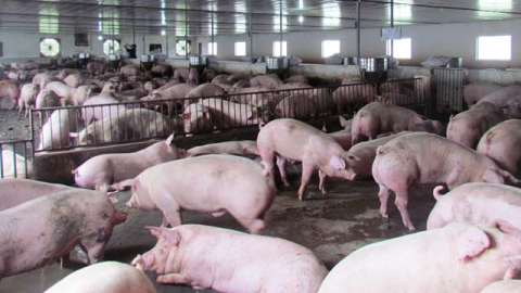 Chăn nuôi Mitraco: Liên tục bứt phá góp phần chuyển dịch tái cơ cấu ngành chăn nuôi ở Hà Tĩnh