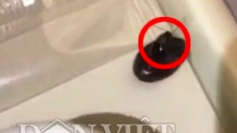 Gián bò trong khay thức ăn, VNA và NASCO đổ lỗi cho nhau