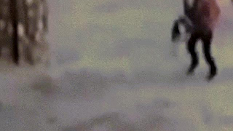 Video: Chó pit bull lao vào bé gái Thổ Nhĩ Kỳ và diễn biến kinh hoàng
