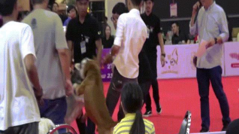 Video: Cảnh chó pit bull hung dữ cắn cổ husky không rời ở Thái Lan