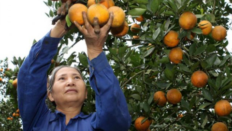Tin vui: Cam Cao Phong lên máy bay VNA phục vụ khách thương gia