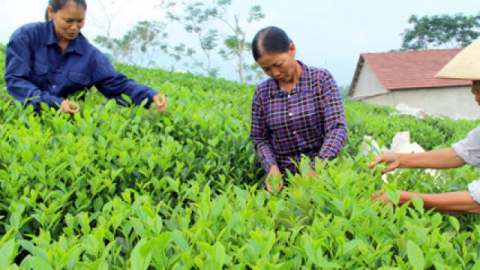 Việt-Trung bắt tay tiêu thụ chè, cà phê: Chờ doanh nghiệp khai phá