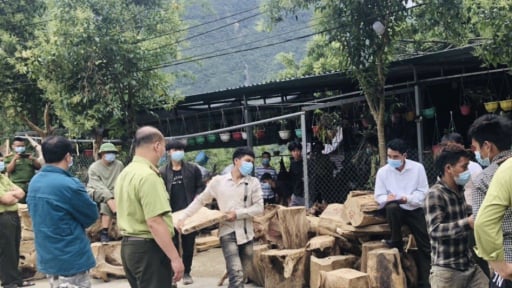Vụ phá rừng pơ mu Vườn Quốc gia Hoàng Liên: Kiểm lâm phối hợp với Công an tạm giữ 257 súc gỗ pơ mu