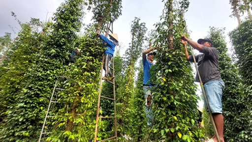 Tết đến nơi, tiêu chín đỏ cây, rụng đầy gốc, chủ vườn Bà Rịa-Vũng Tàu tìm không ra người hái, giá tiêu thì lìu tìu