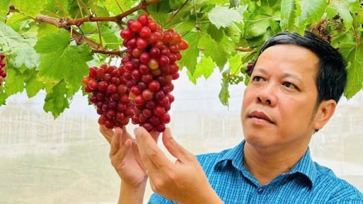 Tiến sỹ Phan Công Kiên: Quyết định 517 của Thủ tướng tạo đà cho nông dân làm ra 'nông sản tử tế'