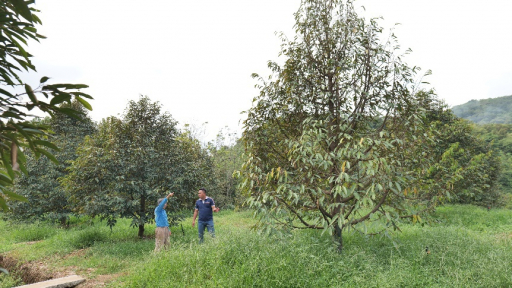 Giải pháp  phòng trị tuyến trùng và vàng lá thối rễ do Fusarium sp.