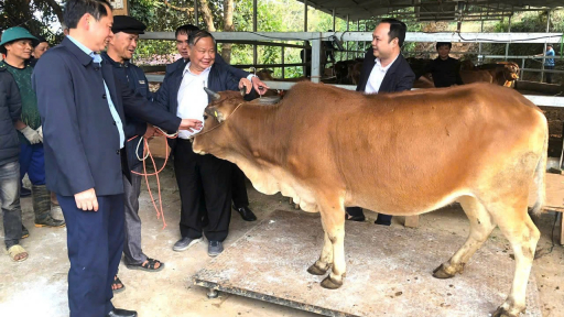 Trung ương Hội Nông dân Việt Nam hỗ trợ bò sinh sản cho nông dân huyện Hoàng Su Phì, tỉnh Hà Giang