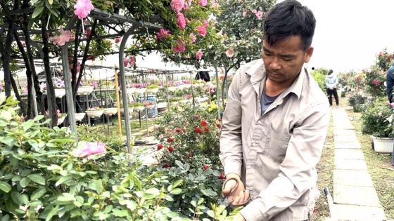 Bất ngờ với xu hướng bán hoa online 'đắt như tôm tươi' của người trồng hoa Mê Linh