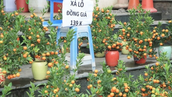 Chưa đến 29 Tết, nhiều tiểu thương đồng loạt 'xả hàng' đào, quất đồng giá