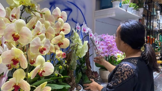 Hoa lan 'đổ bộ' Hà Nội giá vài chục triệu đồng một chậu, hàng chủ yếu trưng bày