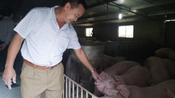 Giá heo hơi hôm nay 19/2: Giảm sâu, thịt lợn vẫn cao nông dân thiệt