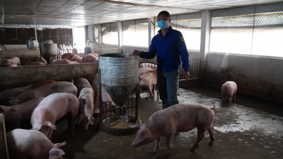 Bình ổn giá thịt lợn: Đưa giá lợn xuống 60.000 đồng/kg vào tháng 9