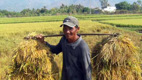 Mùa gặt lúa quê tôi