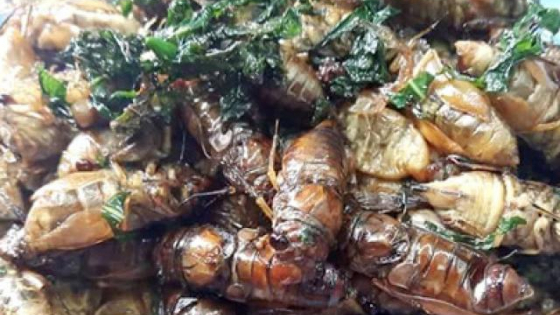 Nhộng ve sầu đầu hạ
