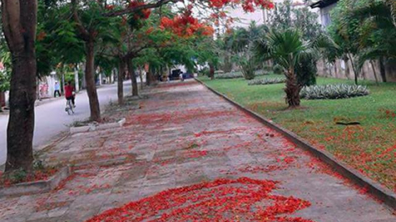 Ngỡ ngàng mùa hạ