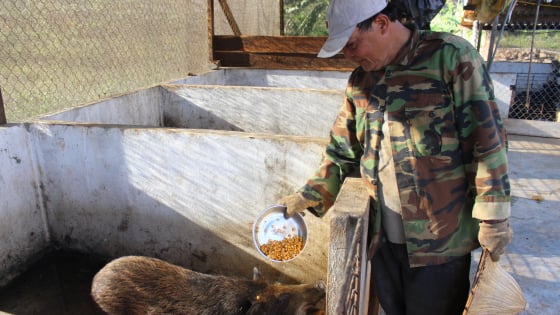 Thả trăm con heo có sọc trong vườn, cho ăn ngô rau, lão nông dằn túi 30 triệu/tháng