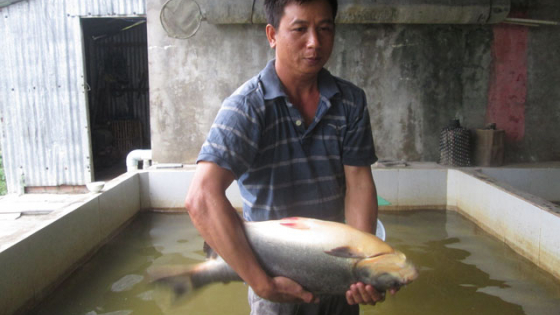 Kỹ sư điện bén duyên với... cá bột