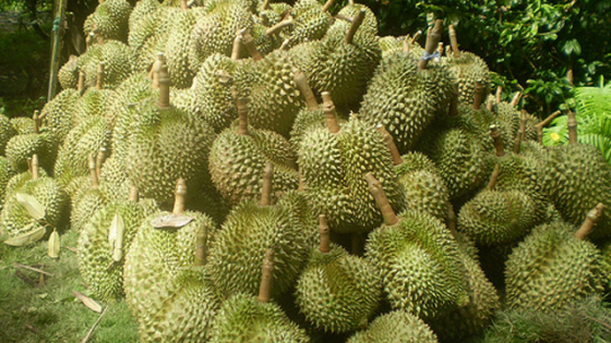 Sầu riêng tăng giá gấp đôi