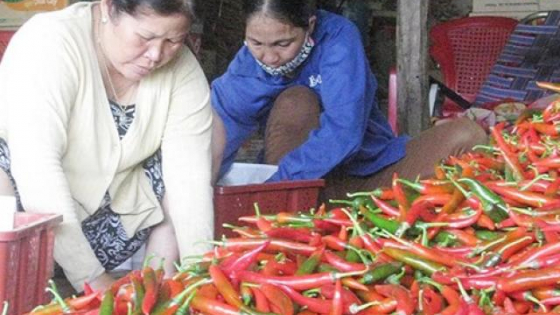 Xập xình trái ớt Phù Mỹ