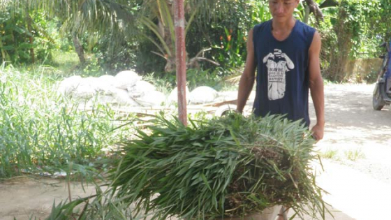 “Ngân hàng bò sữa” của gã chăn bò